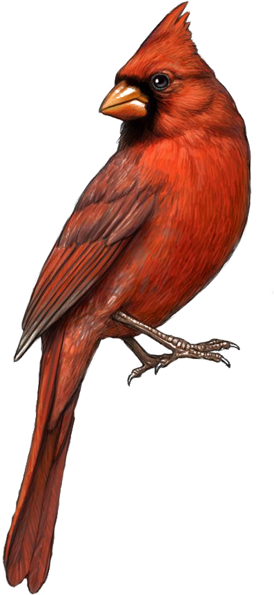 St Louis Cardinals Northern Drawing Clip Art - Cardinal Illustration - Png Download (426x903), Png Download
