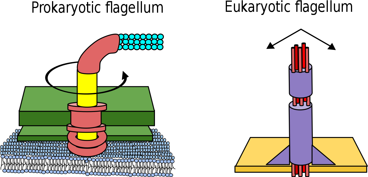 Download Difference Between Prokaryote And Eukaryote Flagella