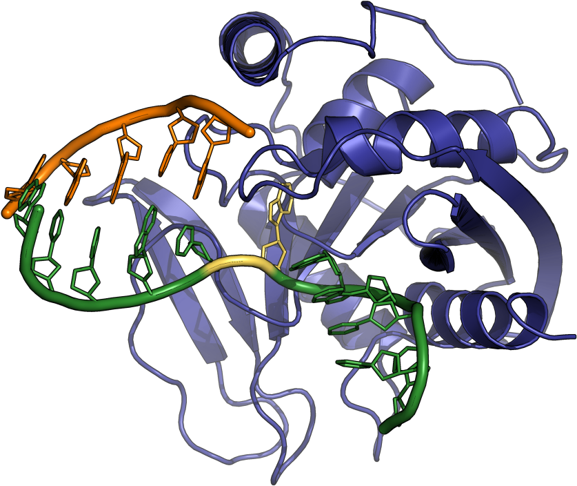 Endonuclease V Structure Clipart (1024x768), Png Download