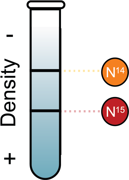Basic Techniques In Isolating Dna Experiment Clipart (932x775), Png Download