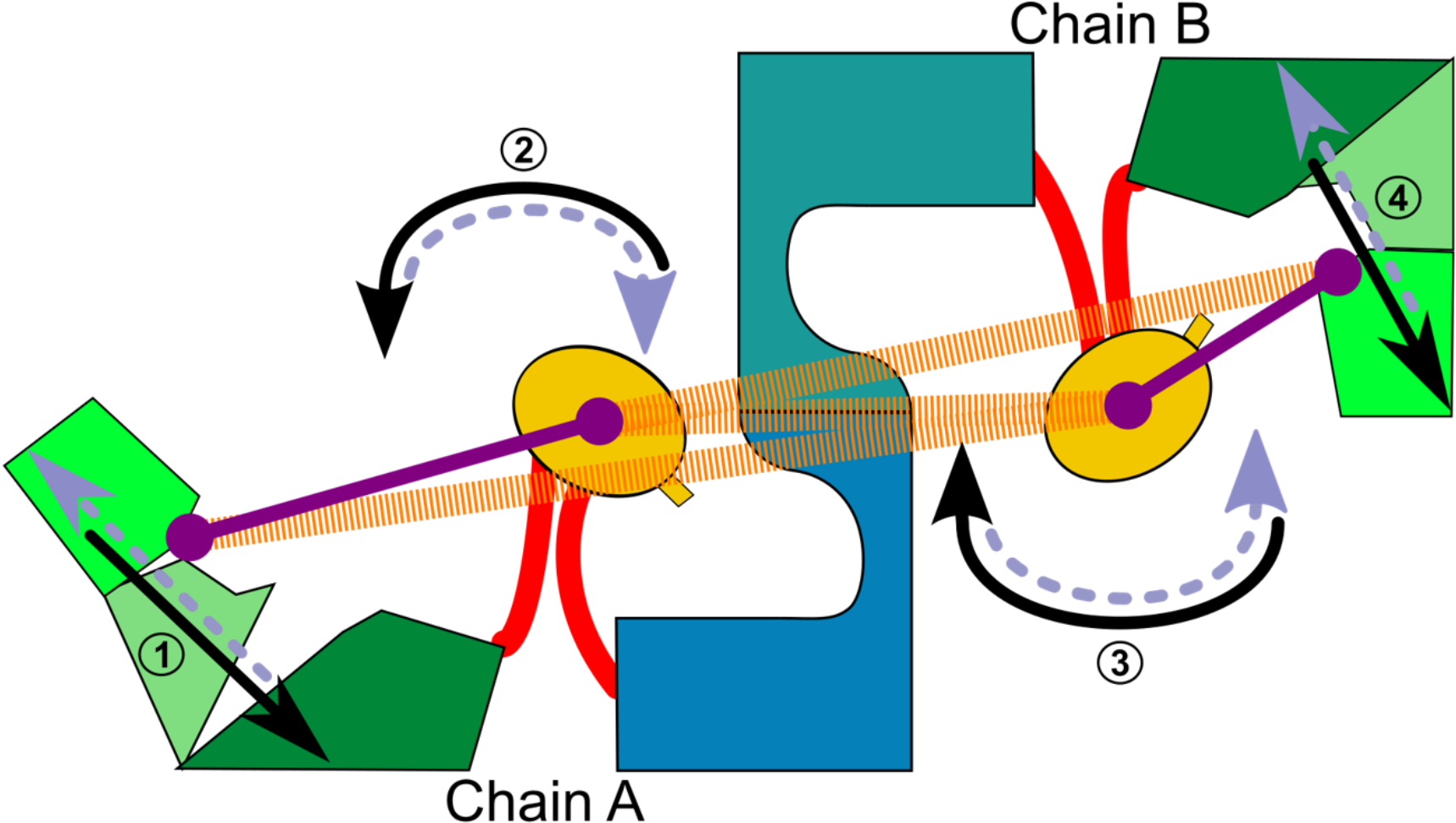 Soluble Proteins - Protein Clipart (1936x992), Png Download