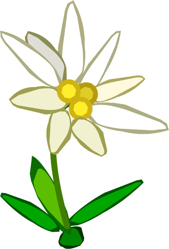 Edelweiss Png - Edelweiss Clipart Transparent Png (571x838), Png Download