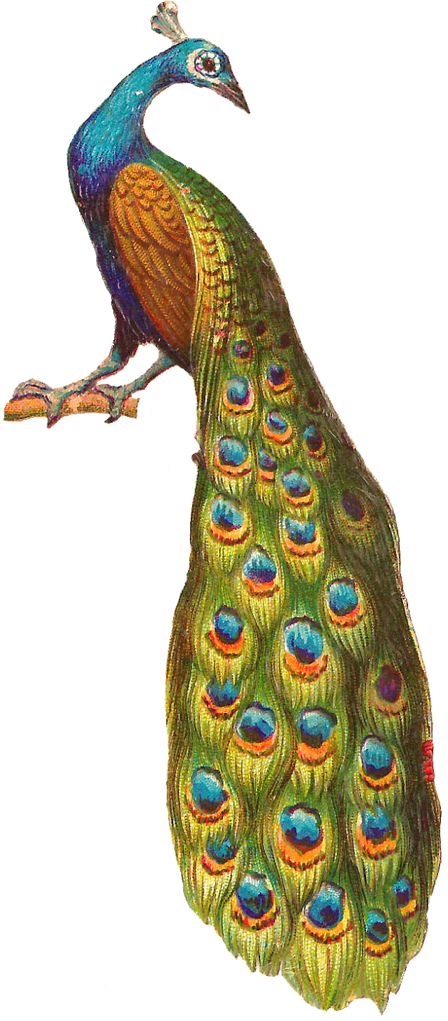 Antique Images Free Bird Graphics Cartoon Parrot Clip - Old-time Bird Vignettes In Full Color - Png Download (1067x1600), Png Download