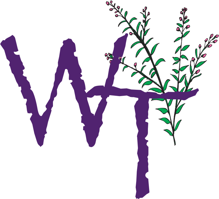 Image - Willow Tree Clipart (800x800), Png Download