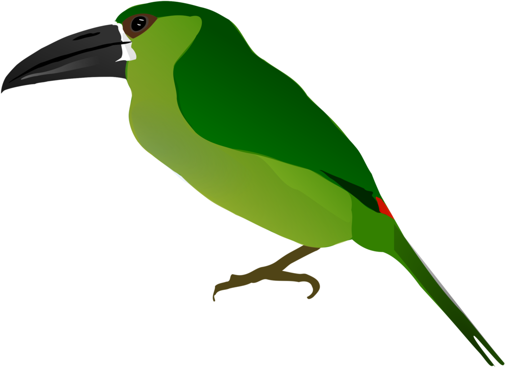 Beak Bird Drawing Rock Dove Columbidae - วาด รูป สัตว์ นก Clipart (1043x750), Png Download