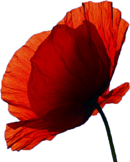 Appeal Goes Out For Cranleigh Remembrance Parade Piper - Happiness Clipart (960x720), Png Download