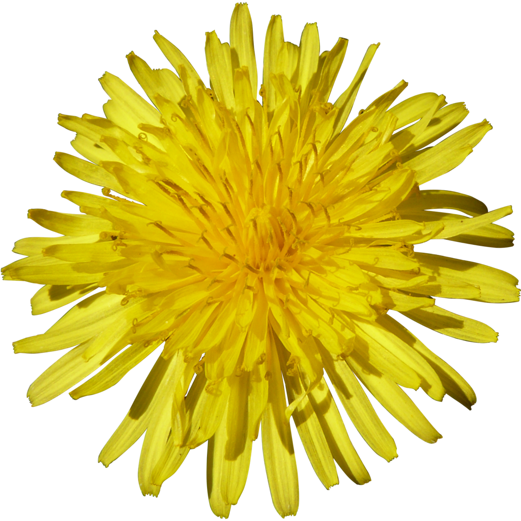 Dandelion Png - Tournesol Png Clipart (1024x1024), Png Download