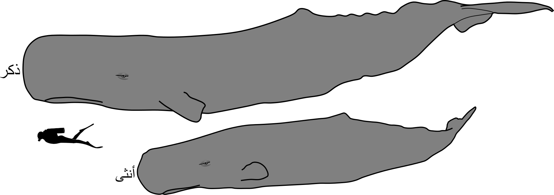 Open - Sperm Whale Male And Female Clipart (1000x353), Png Download