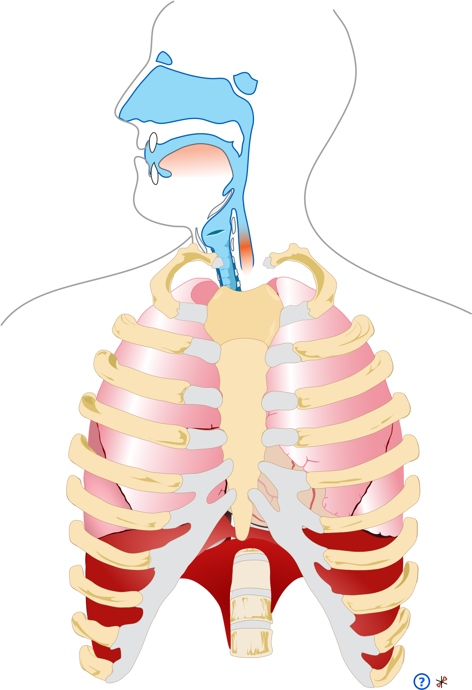 Human Respiratory System Pedagogical Fr - Human Respiratory System Png Clipart (889x1024), Png Download