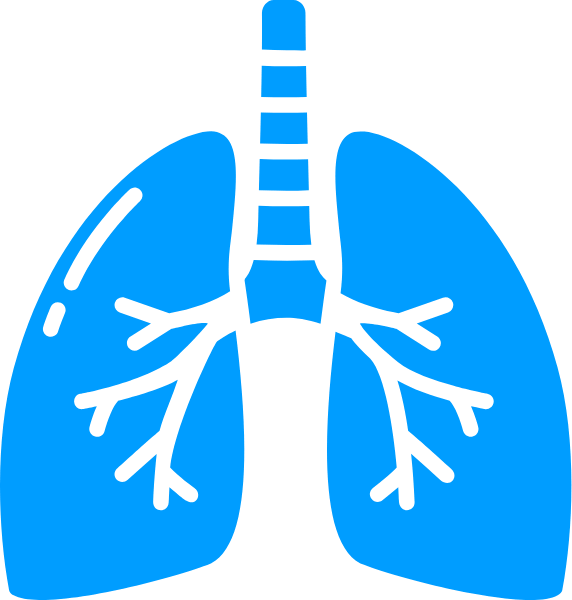 2) Pay Attention To The Stomach - Pulmão Png Clipart (572x600), Png Download