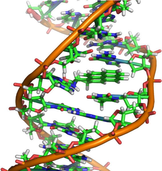 Opensnp Height Prediction - Ethidium Bromide Dna Structure Clipart (600x600), Png Download