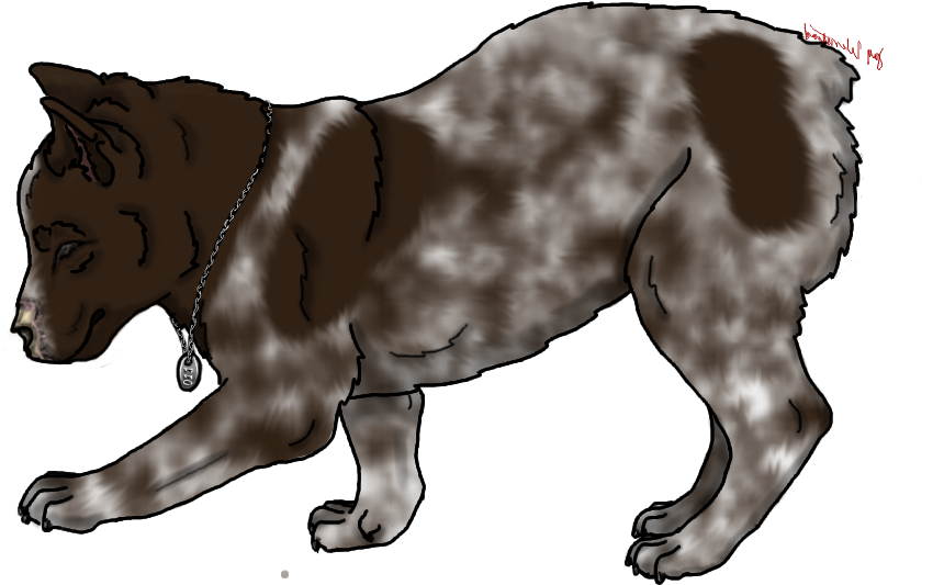 German Shepherd Gender - Jaguar Clipart (970x550), Png Download