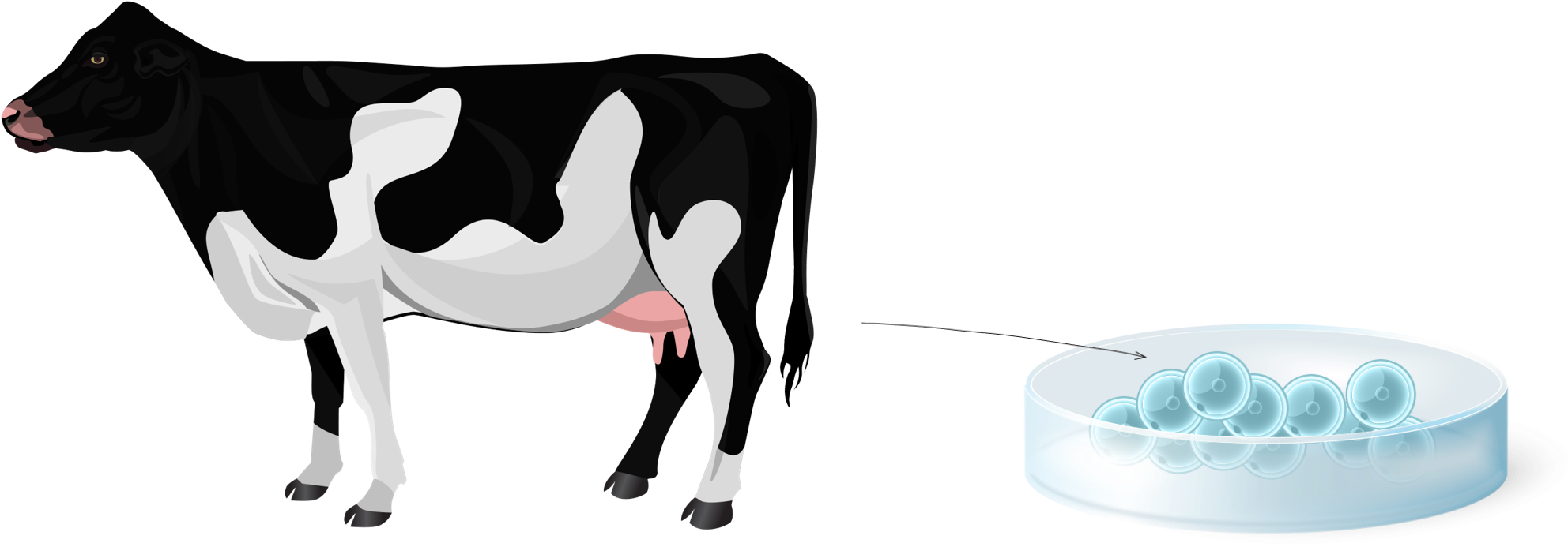 Ovum Pick-up - Cattle Clipart (1995x705), Png Download