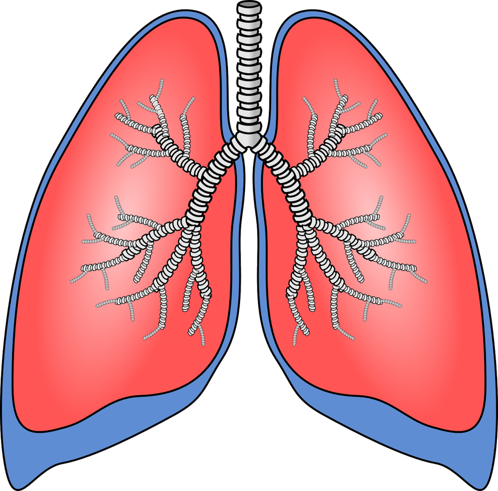 Please Clipart Plz - Human Lungs Clipart - Png Download (640x630), Png Download