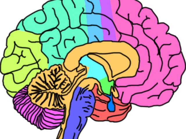 Brain Clipart Mental Health - Mental Health Brain Png Transparent Png (640x480), Png Download