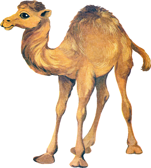 Cute Camel Clipart Funny Pictures - Png Верблюд Transparent Png (600x600), Png Download