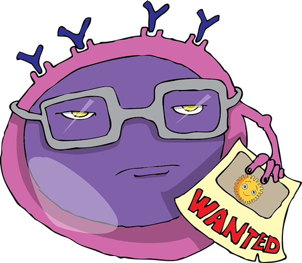 B-lymphocyte Remembers The Antigen - Cartoon Clipart (600x523), Png Download