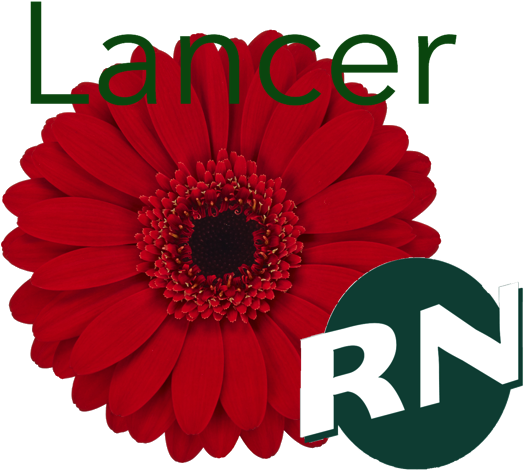 Gerberas Mini - Barberton Daisy Clipart (640x480), Png Download