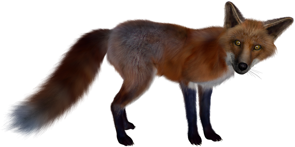 Fox Png Images Free Download Pictures Fox Red Black - Figura De Un Zorro Clipart (960x540), Png Download