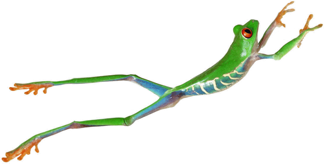 The Next Leap Forward - Agalychnis Callidryas Decor Clipart (1105x729), Png Download