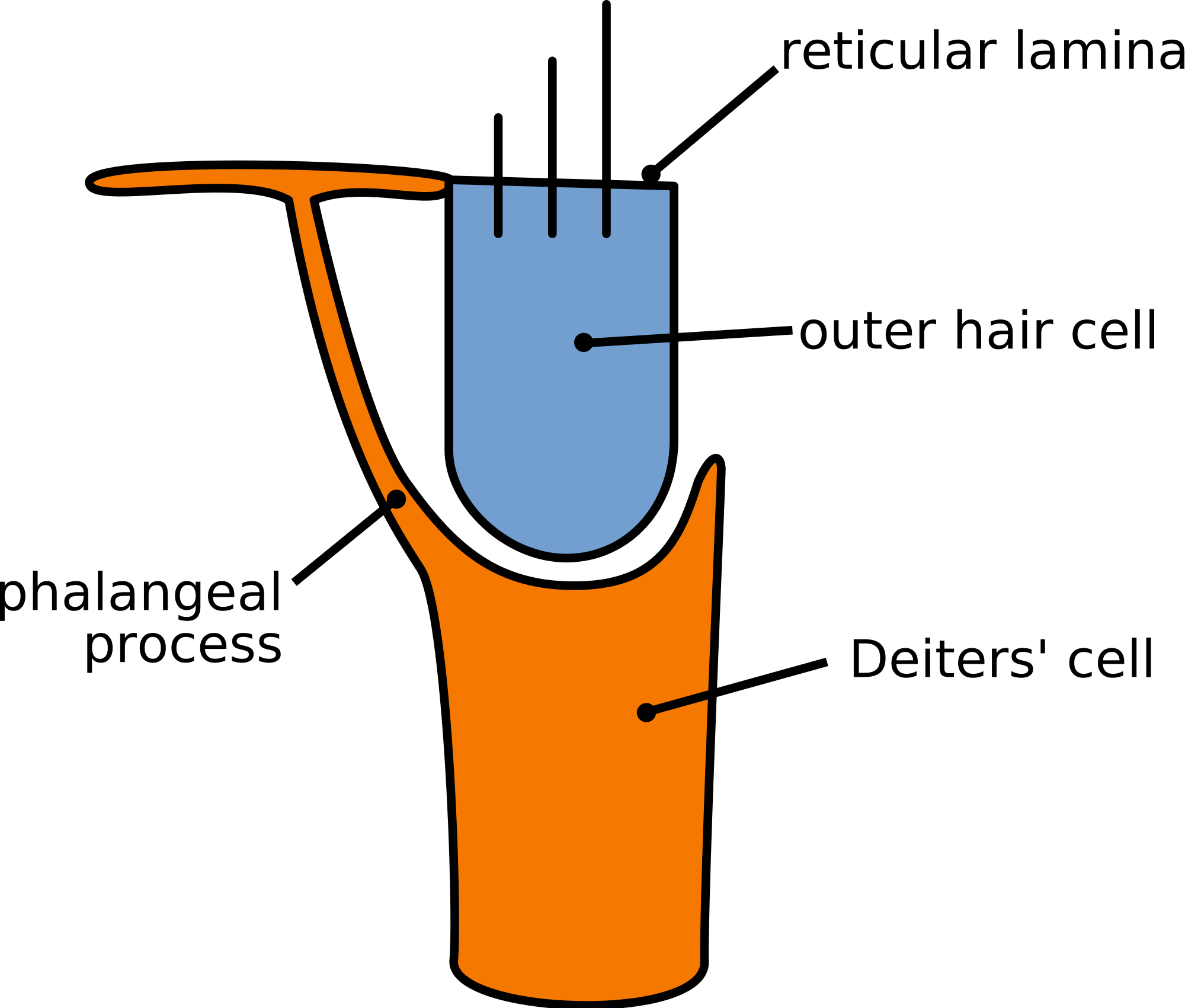 Outer Hair Cells Clipart (1200x1020), Png Download