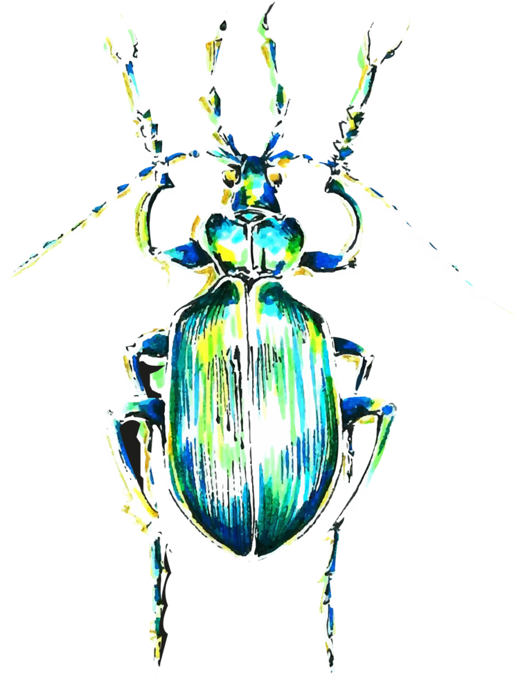 Drawn Beatle Jewel Beetle - Clip Art - Png Download (1009x1024), Png Download