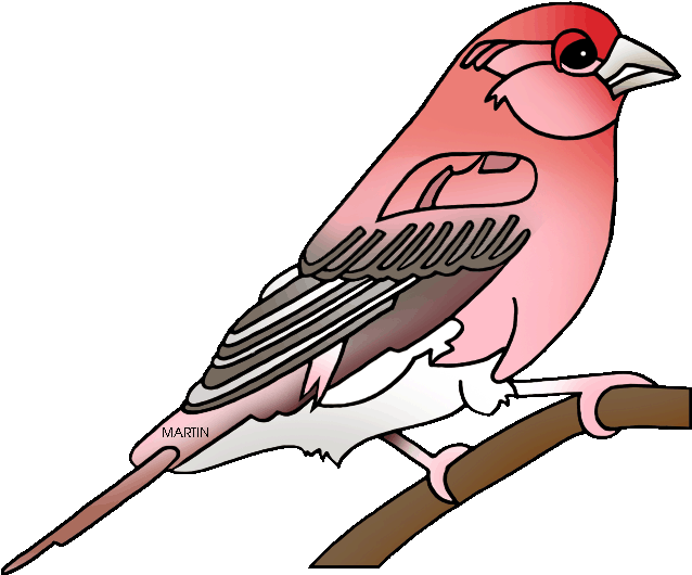 State Bird Of New Hampshire - Purple Finch Clip Art - Png Download (648x547), Png Download