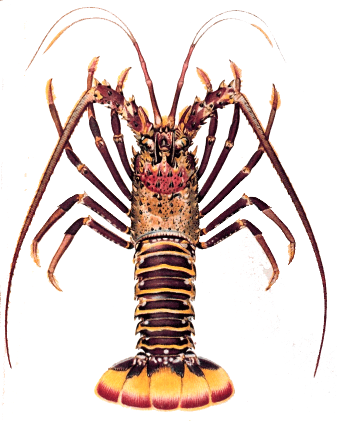 Download Crayfish Clipart Kawaii Spiny Lobster Png Download 1646206 Pinclipart
