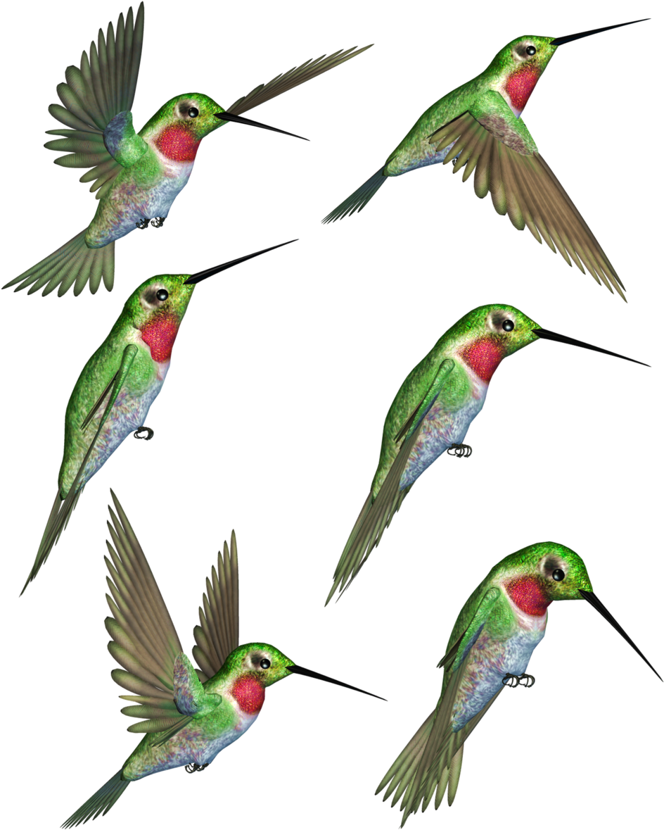 Ruby Throated Clip Art Rubythroated Transprent Png - Hummingbirds Png Transparent Png (1024x1238), Png Download