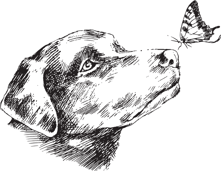 Dog Clipart (800x623), Png Download