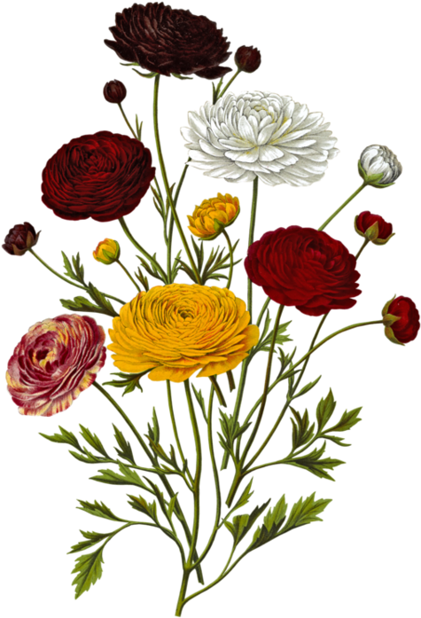 Toutes Les Fleurs, Clip Art - Botanical Illustration - Png Download (600x750), Png Download