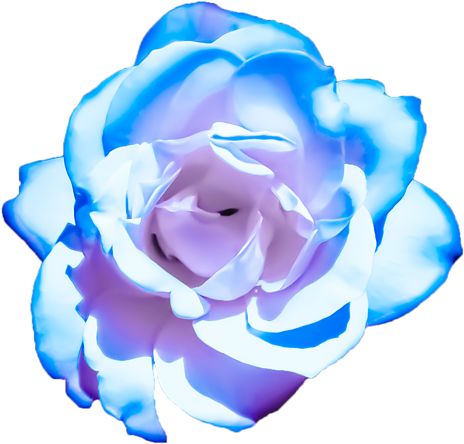 Bleed Area May Not Be Visible - Pink And Blue Roses Transparent Clipart (525x700), Png Download