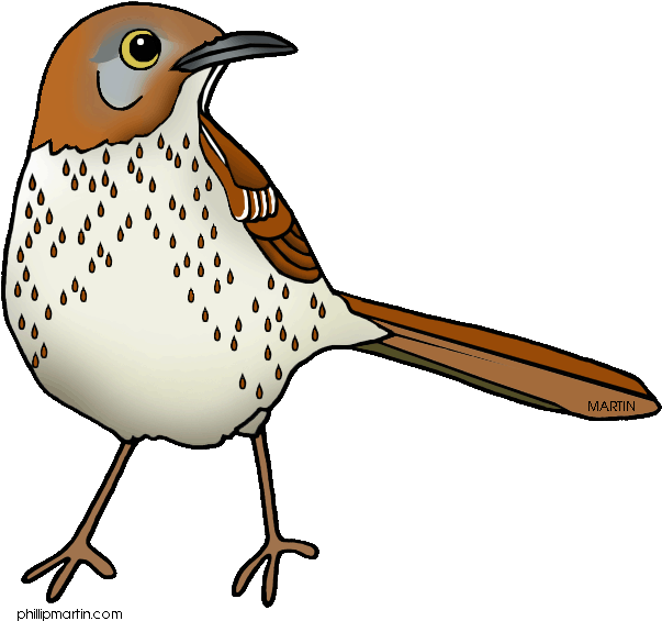 Page Of Georgia Clip Art, Clipart Panda - Georgia State Bird Cartoon - Png Download (648x573), Png Download