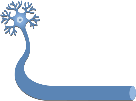An Image Showing A Neuron With It's Axon - Lipid Bilayer Clipart (724x550), Png Download