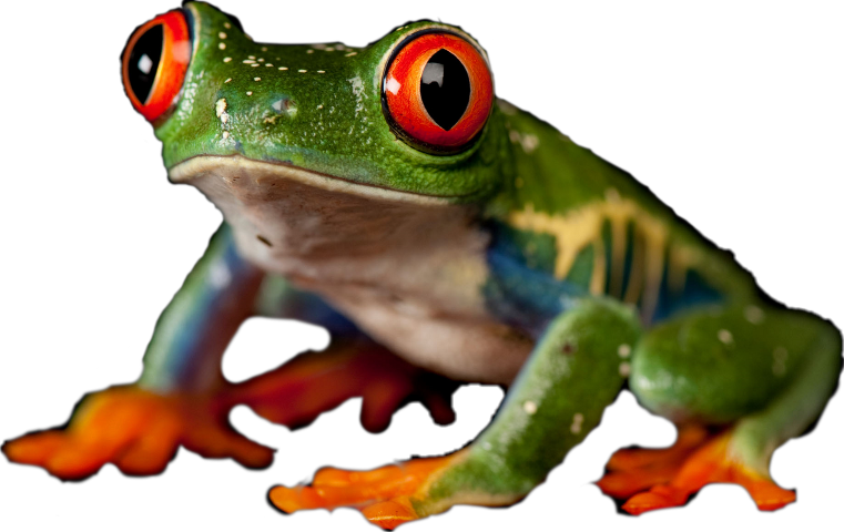 Red-eyed Tree Frog Clipart (761x480), Png Download