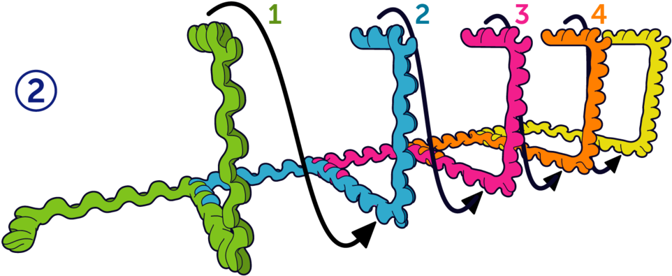 Dna2 - Construction Clipart (1000x500), Png Download