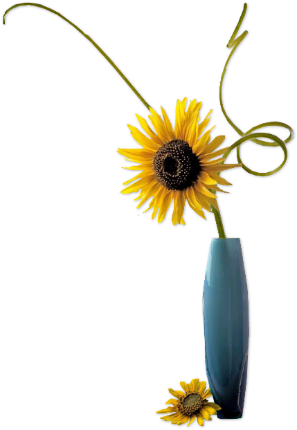 African Daisy Clipart (503x754), Png Download