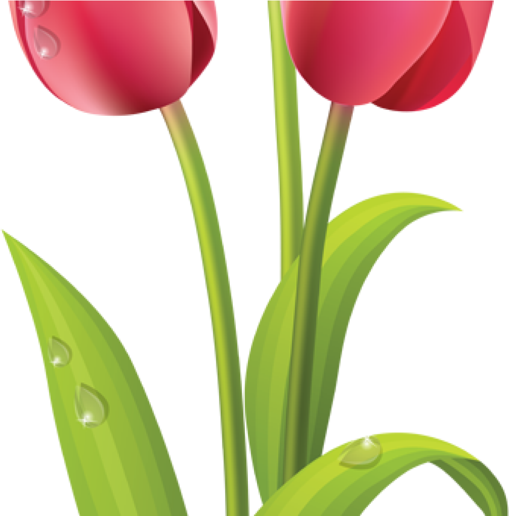 Tulips Clip Art Pink Tulips Clip Art Pinterest Pink - Tulip Flower Clipart - Png Download (1024x1024), Png Download