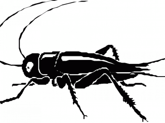 Bug Clipart Invertebrate - Clip Art - Png Download (640x480), Png Download