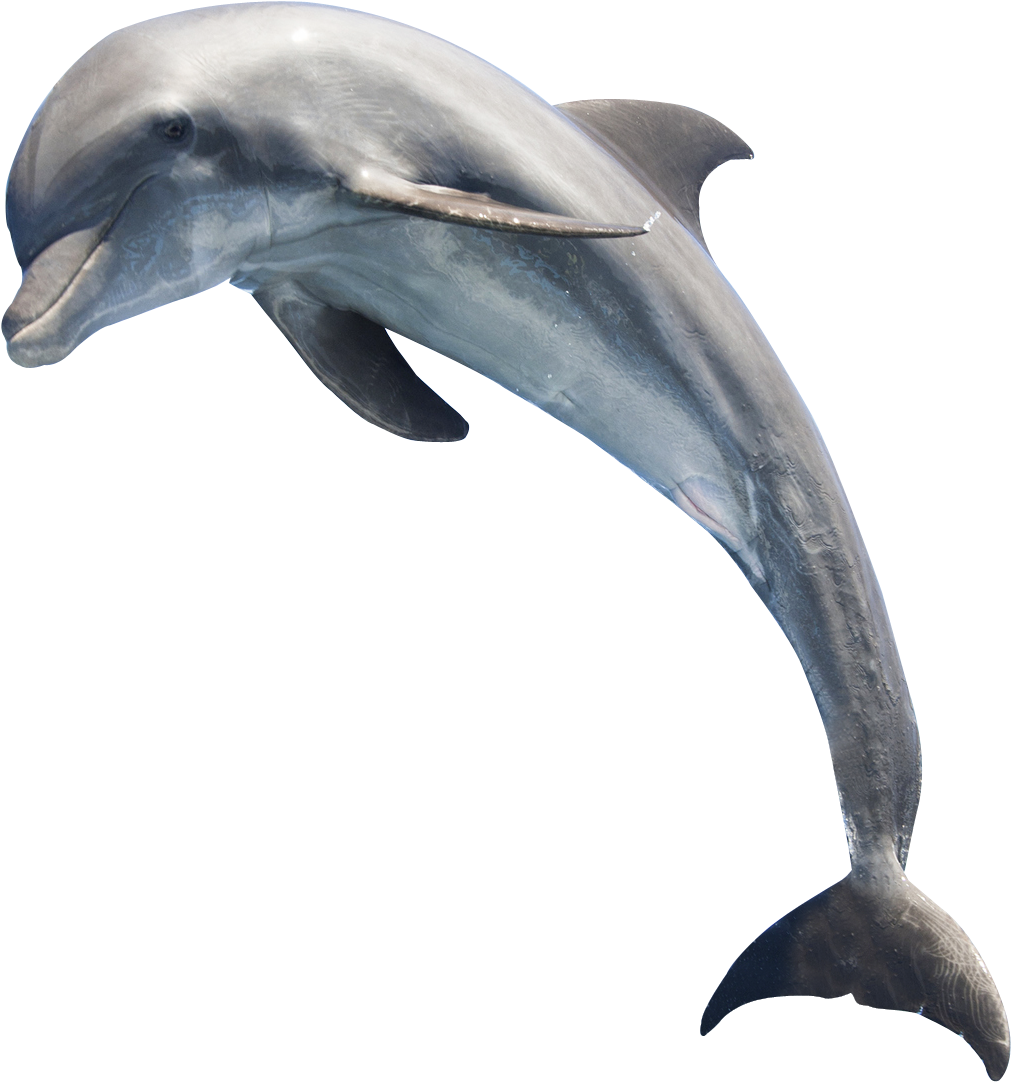 Dolphin Png Free Images Only Hq Image - Dolphin Png Clipart (1208x1301), Png Download