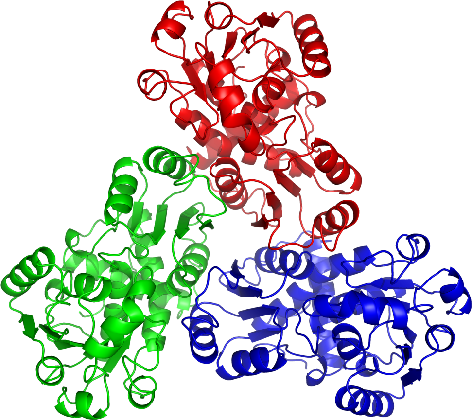 Ornithine Transcarbamylase Clipart (1000x886), Png Download