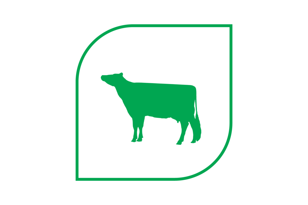 Leafy Corn Silage Excellent Feed Quality - Maize Clipart (1000x667), Png Download