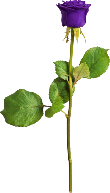 All Photo Png Clipart - Clip Art Transparent Png (425x749), Png Download