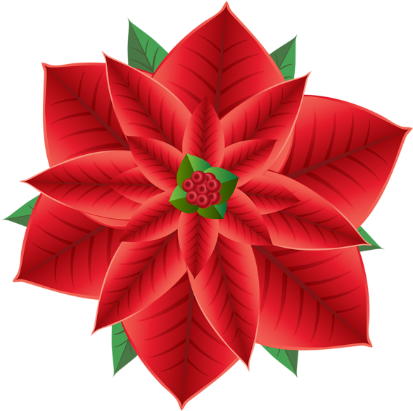 Download Poinsettia High Resolution Transparent Clipart - Poinsettia Clipart Transparent Png (600x597), Png Download