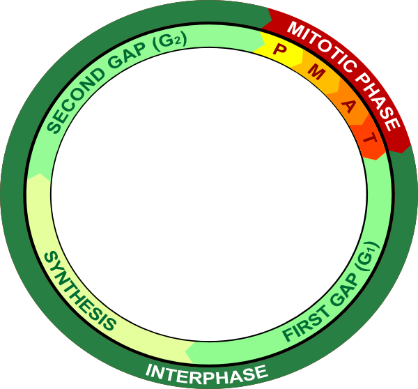 Mitosis Cycle Clipart - Que Es La Telofase - Png Download (600x558), Png Download