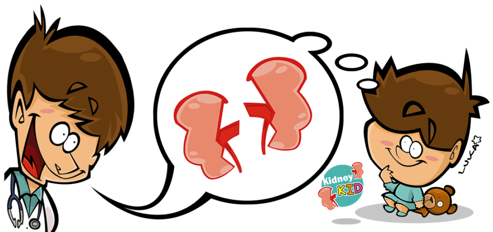 Kidney Clipart (1024x481), Png Download