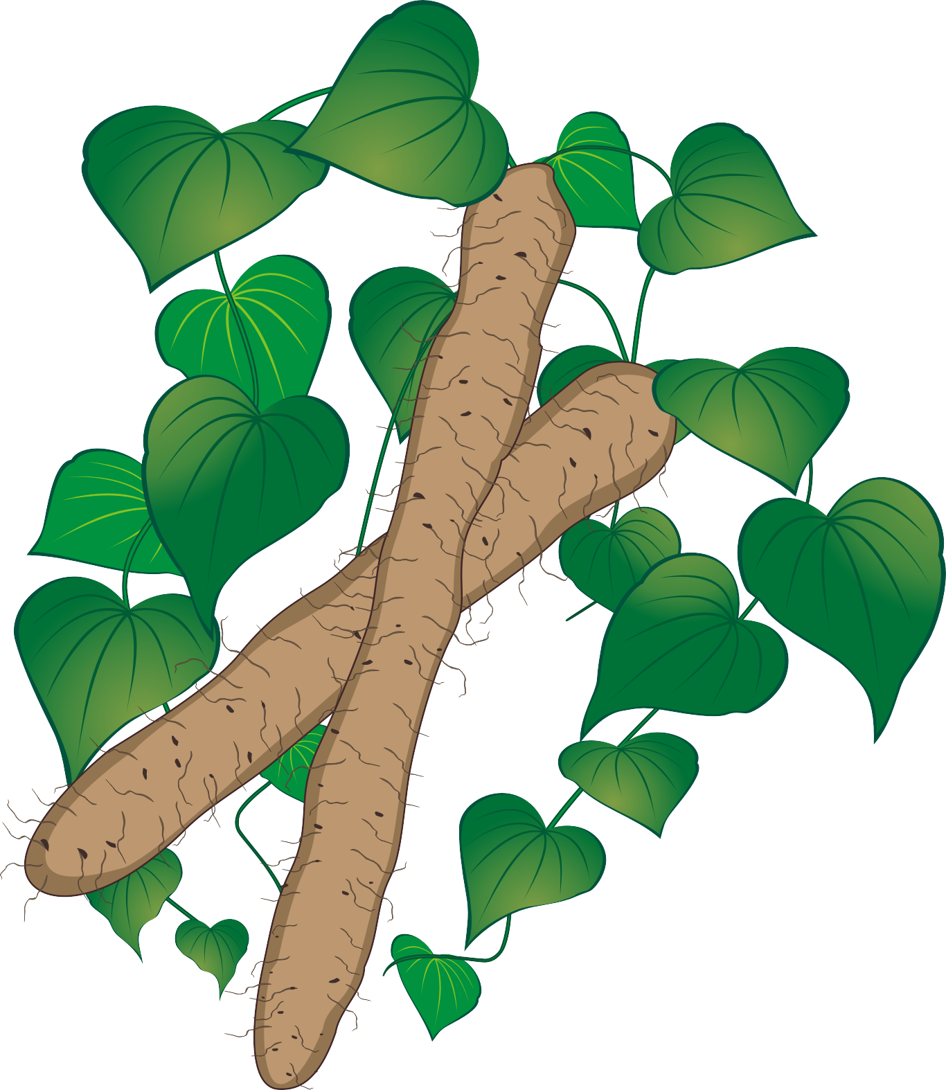 It Has The Effect Of Invigorating The Liver And Kidney, Clipart (1366x1574), Png Download