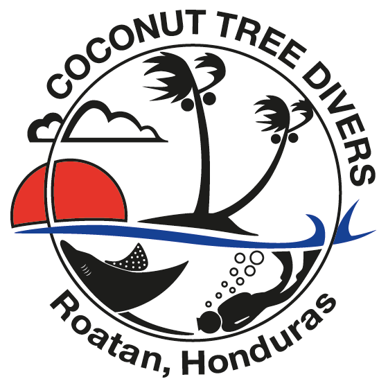 Coconut Tree Divers Clipart (560x560), Png Download