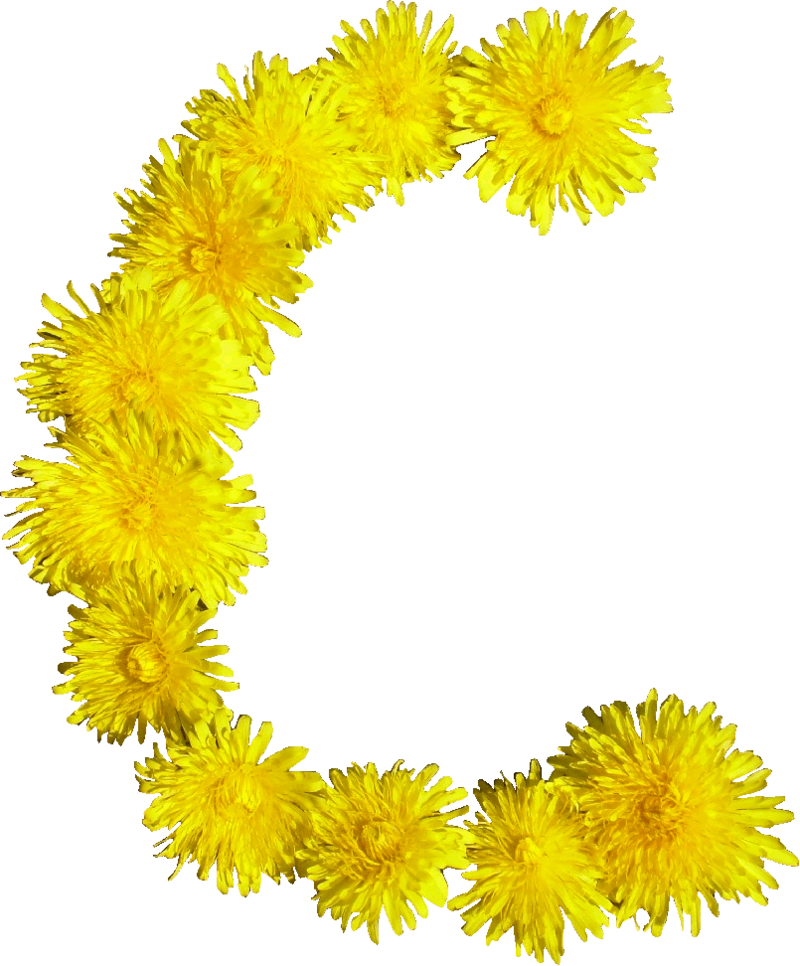 Blumen C - Png Blumen Clipart (800x966), Png Download