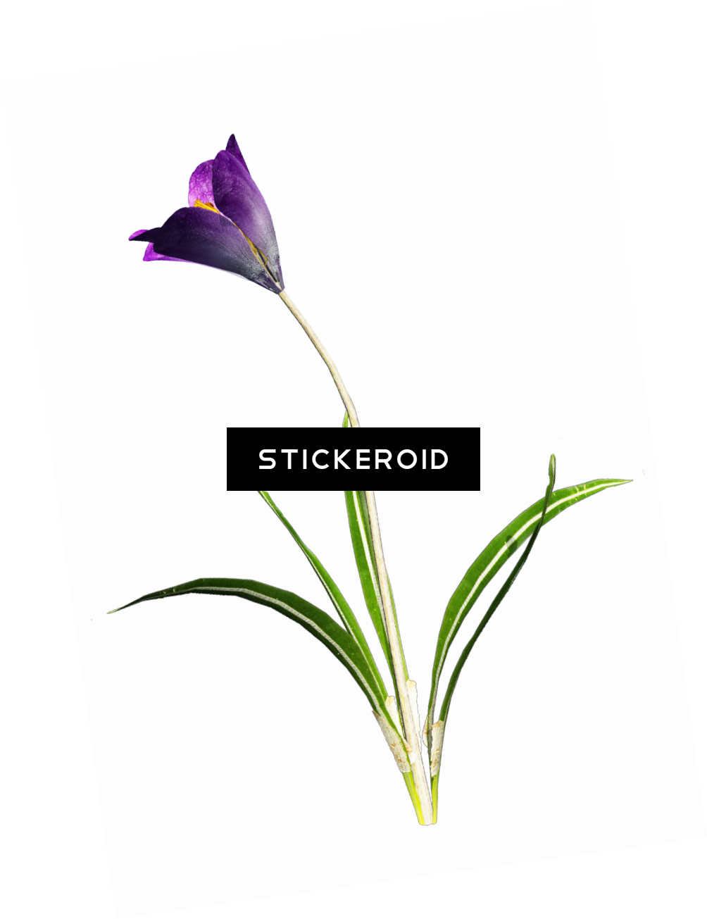 Crocus - Portable Network Graphics Clipart (1004x1305), Png Download
